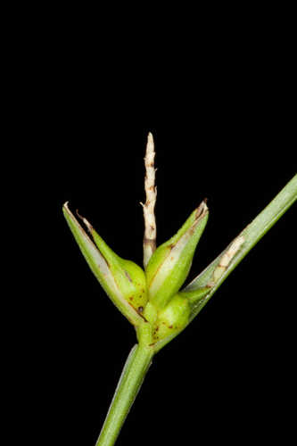 Carex timida #12